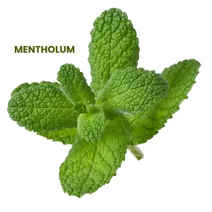 Mentholum สารสกัดสำคัญใน Dermaxil